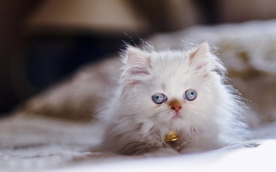 Персидская кошка