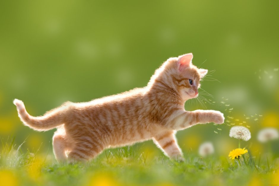 Котенок в одуванчиках