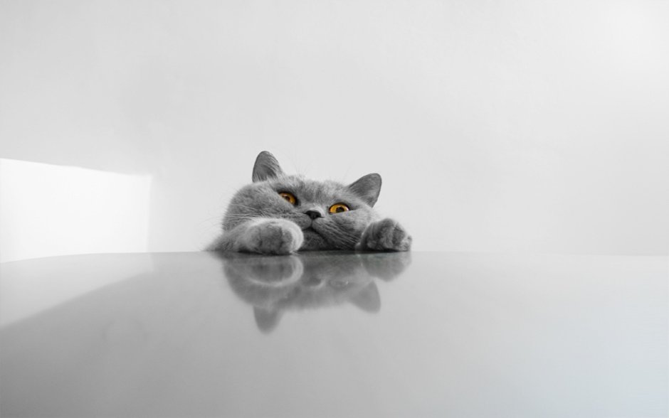 Кот на сером фоне