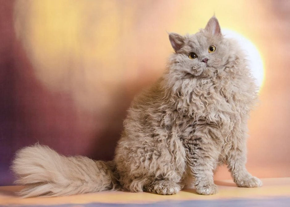 Кот Селкирк рекс