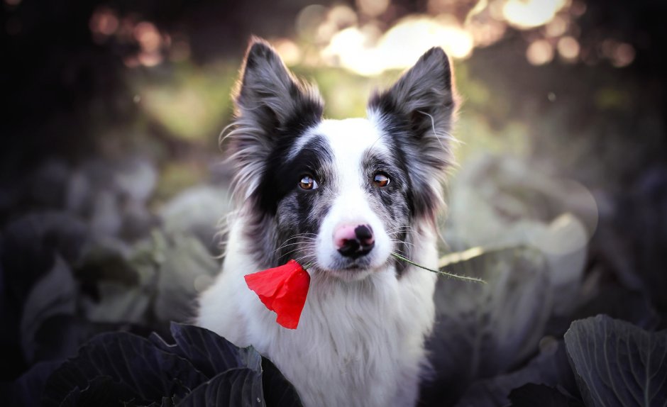 Бордер колли Brindle