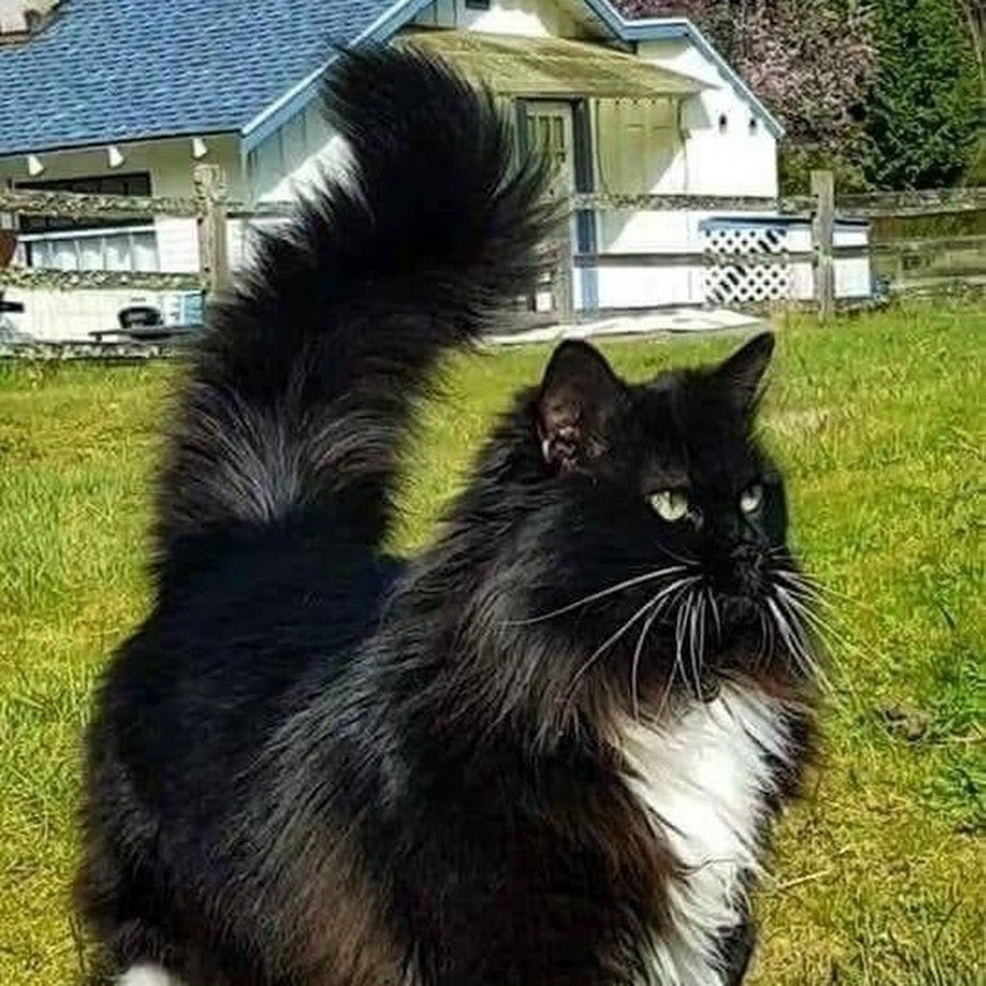 Норвежская Лесная кошка биколор