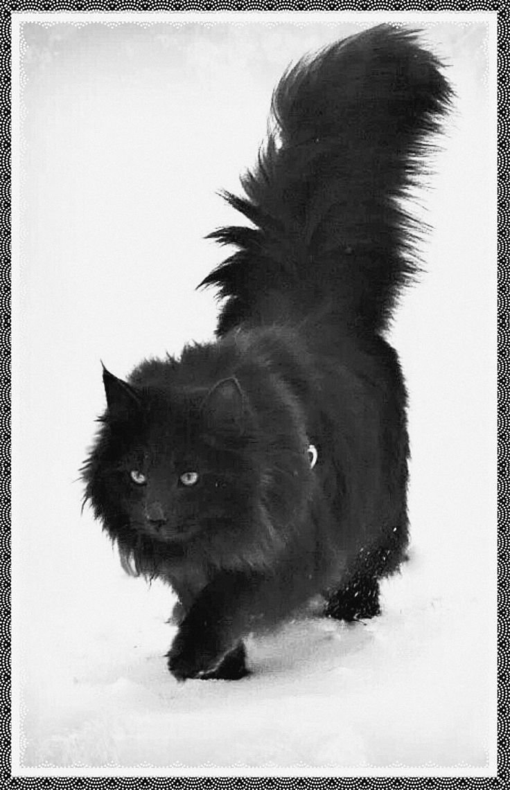 Норвежский Лесной кот черный