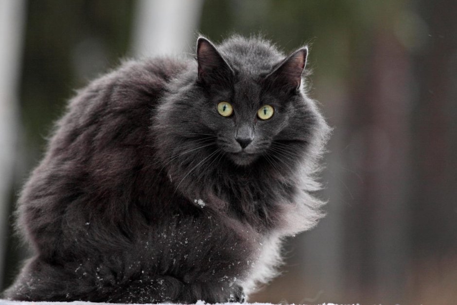 Норвежская лесная кошка черная