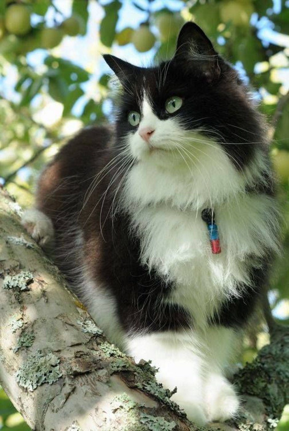 Канадская Лесная кошка черная