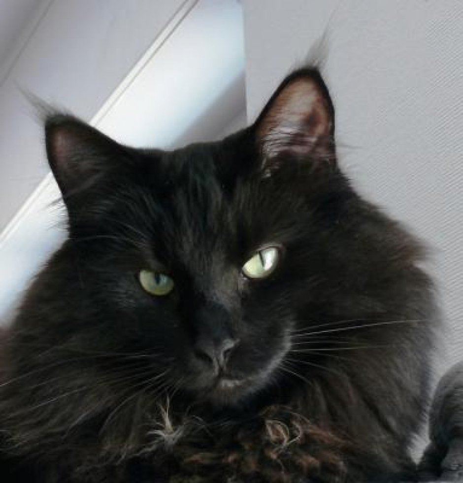 Норвежская Лесная черно-белый биколор