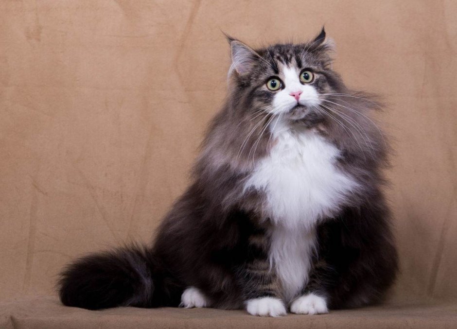 Норвежская Лесная кошка черная котенок