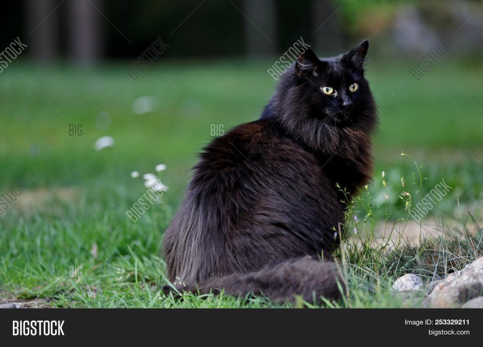 Длинношерстный Мейн кун