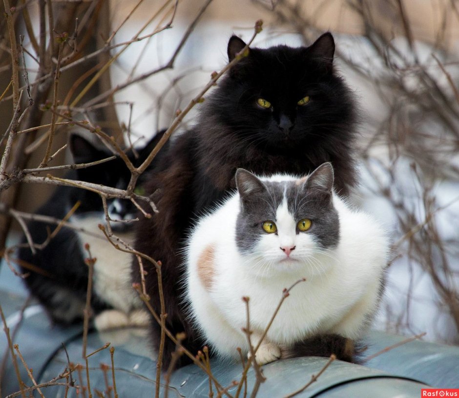 Длинношерстная Британская кошка черная