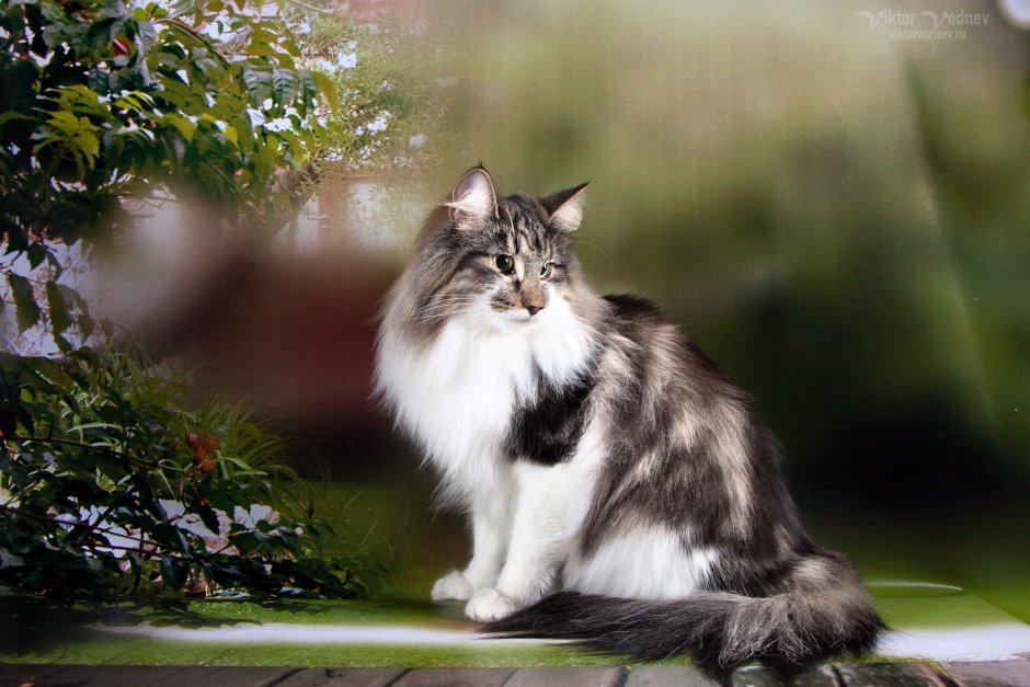 Сибирская длинношерстная кошка черная