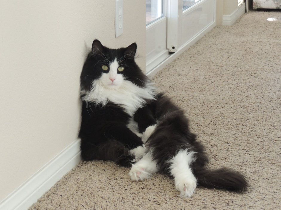 Норвежская кошка самка фото