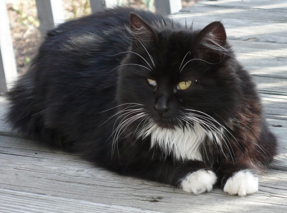 Норвежская Лесная биколор