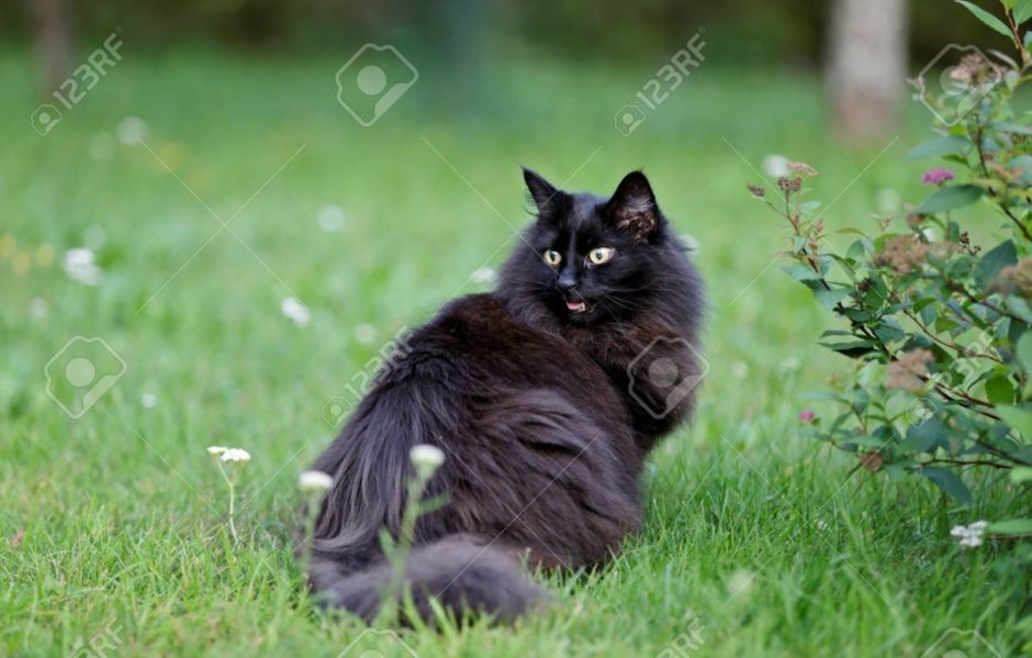 Норвежская Лесная кошка черный дым