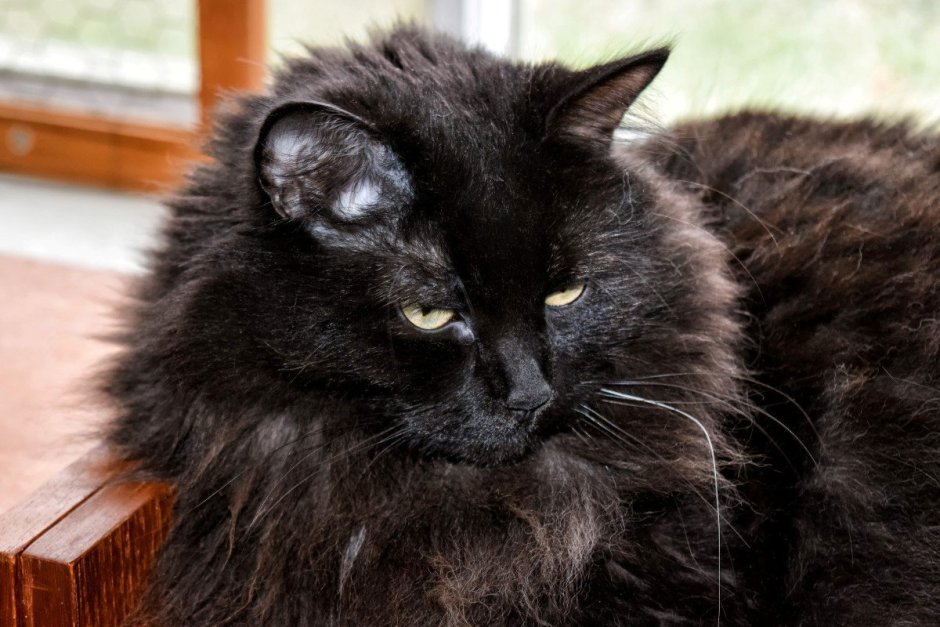 Сибирский кот черный