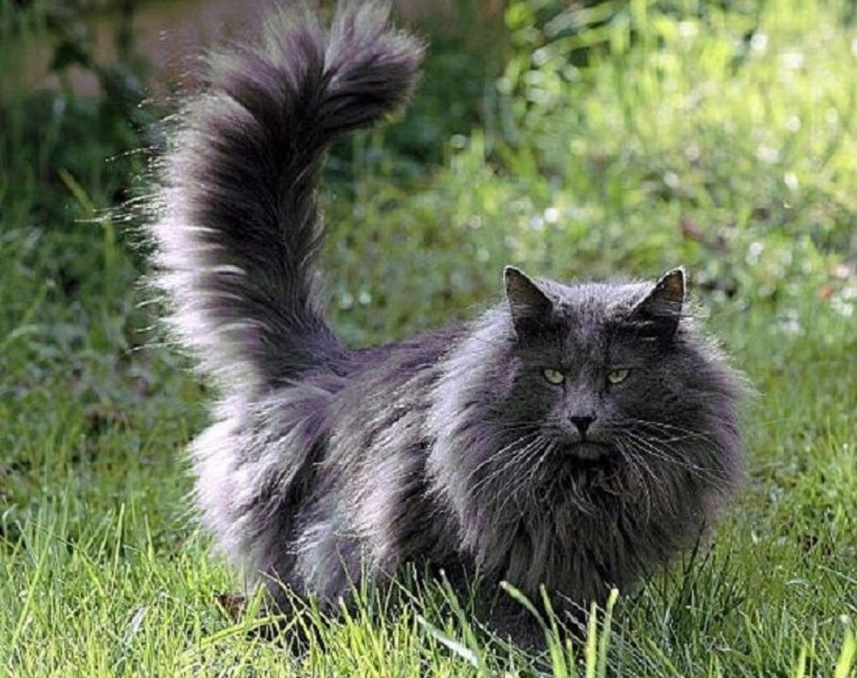 Норвежская Лесная кошка дымчатая