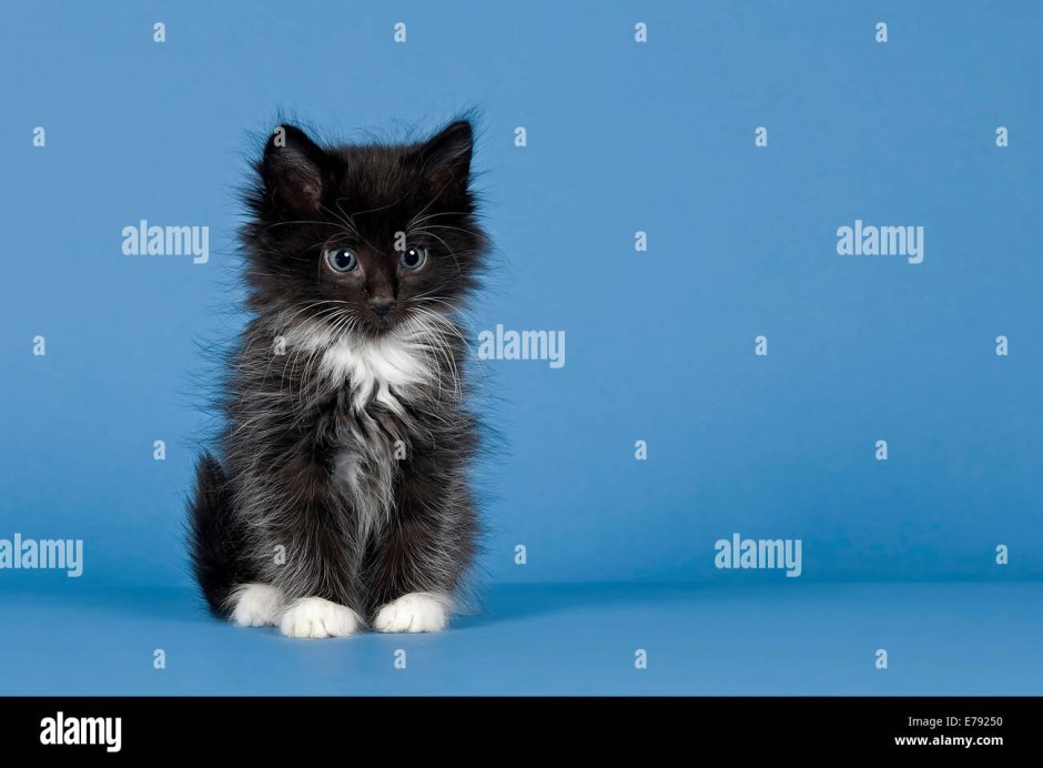 Черная кошка самка