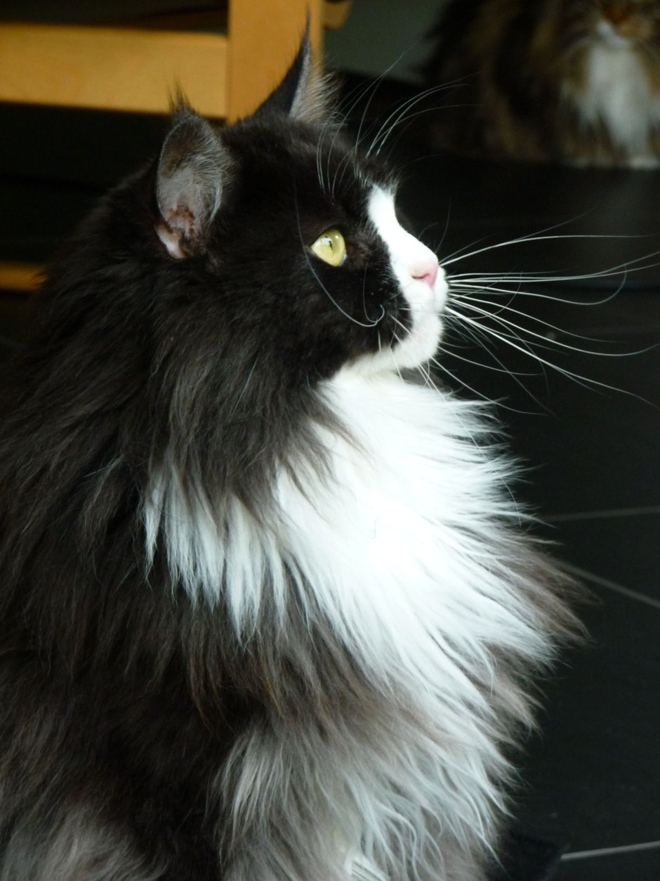 Норвежская Лесная кошка чистокровная