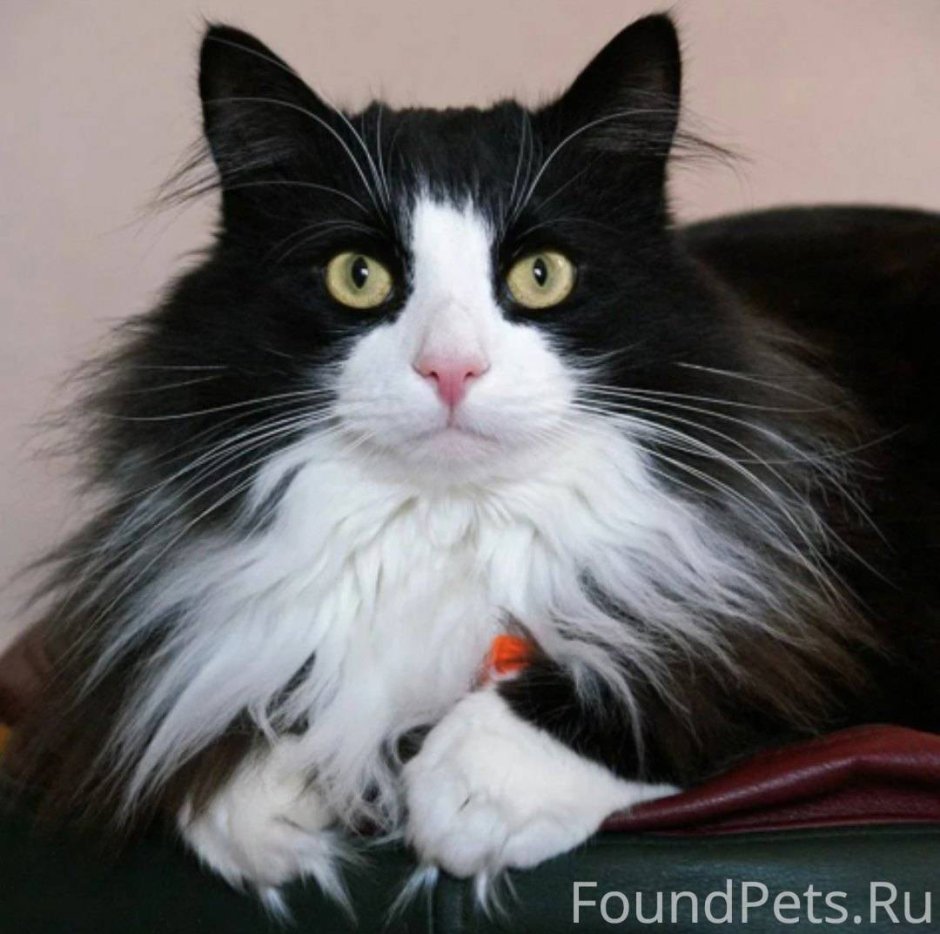 Норвежская Лесная кошка Нестор