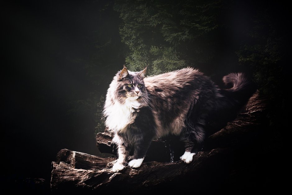 Шантильи Тиффани порода