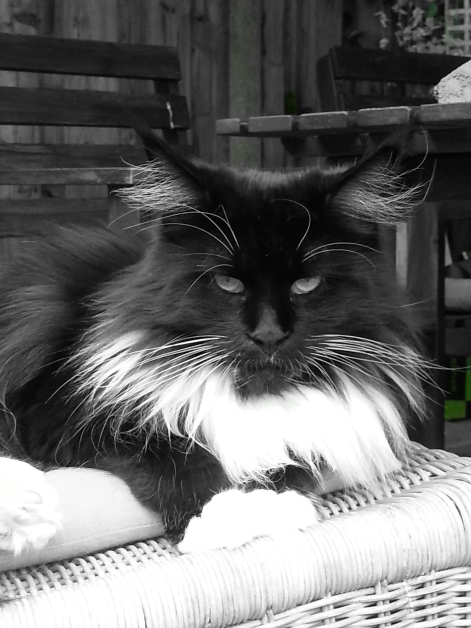 Мейн кун зимой