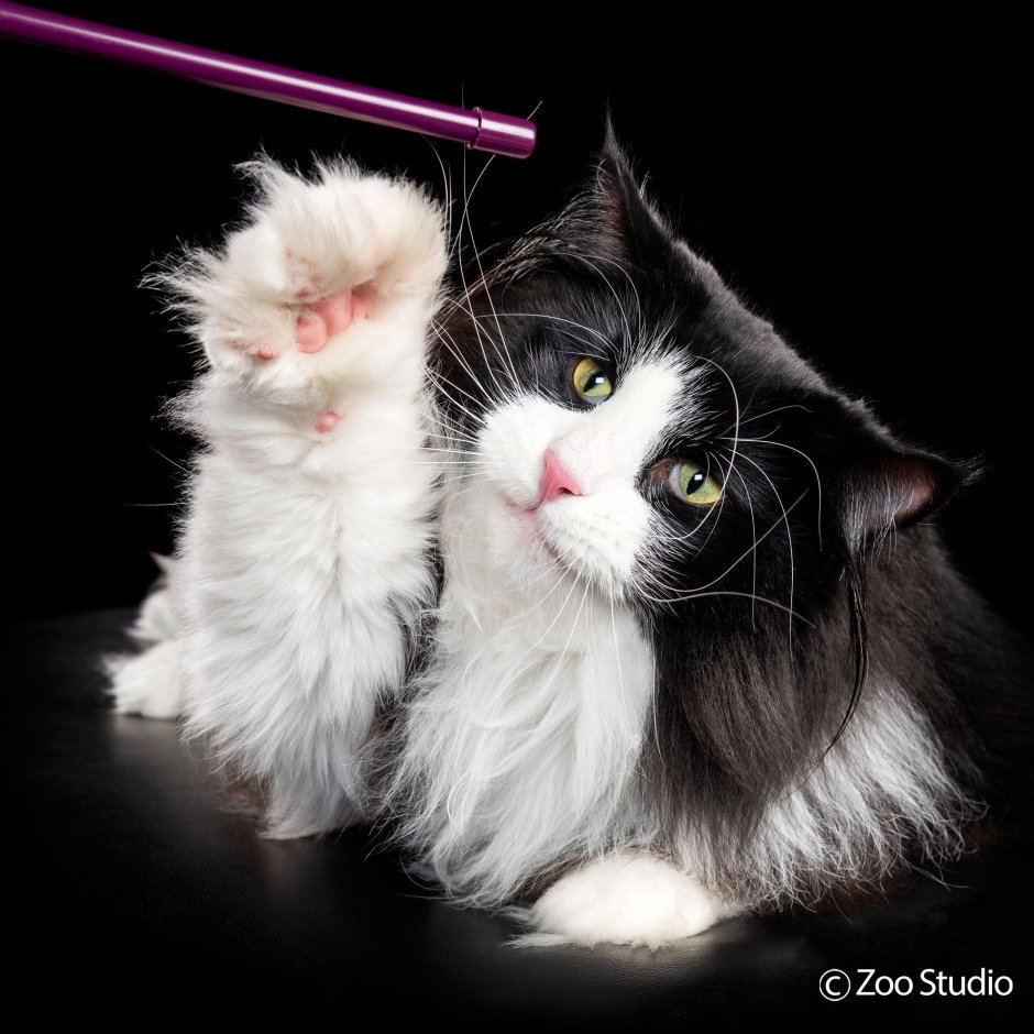 Сибирский кот черный