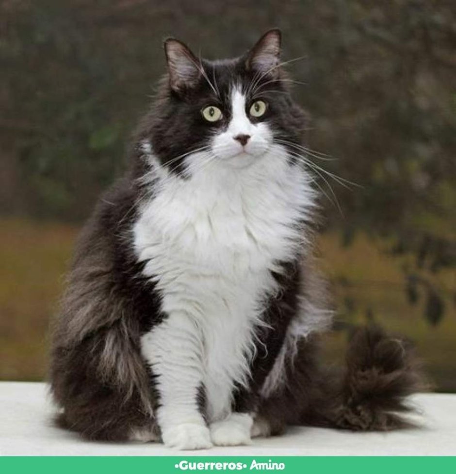 Норвежский Лесной кот черно белый