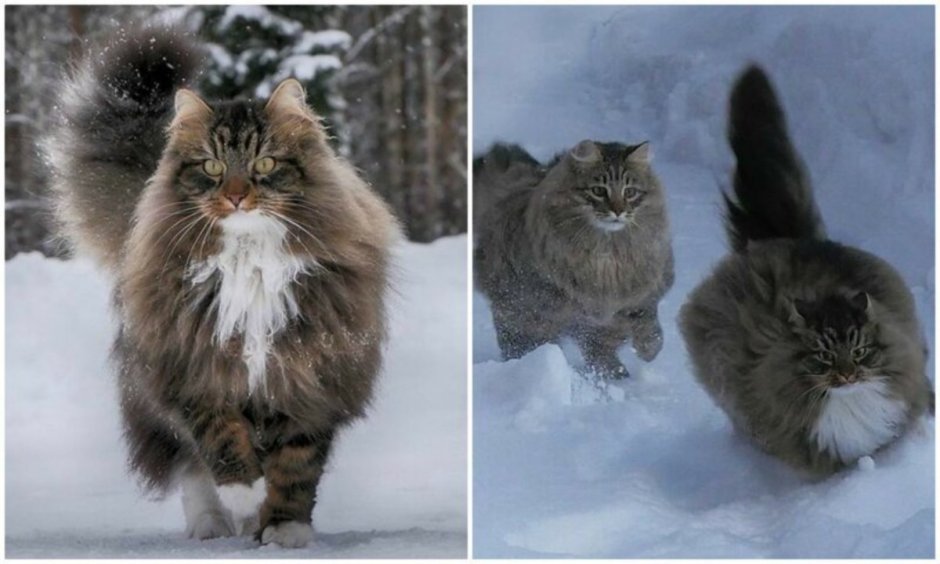 Норвежская Лесная кошка черно-белая