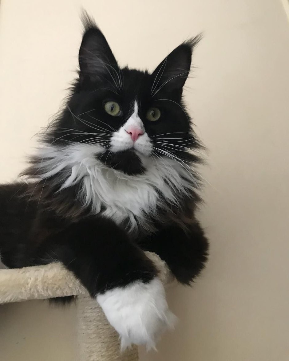 Норвежская Лесная кошка дымчатая