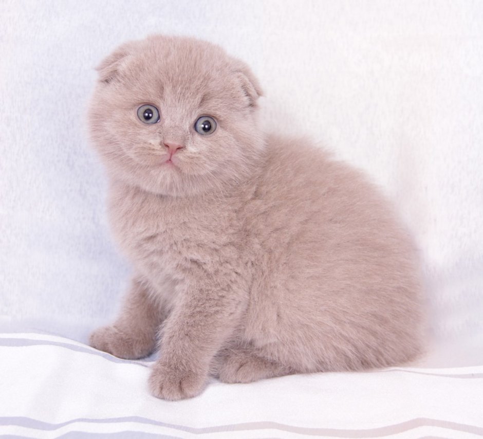 Персиковые британские котята