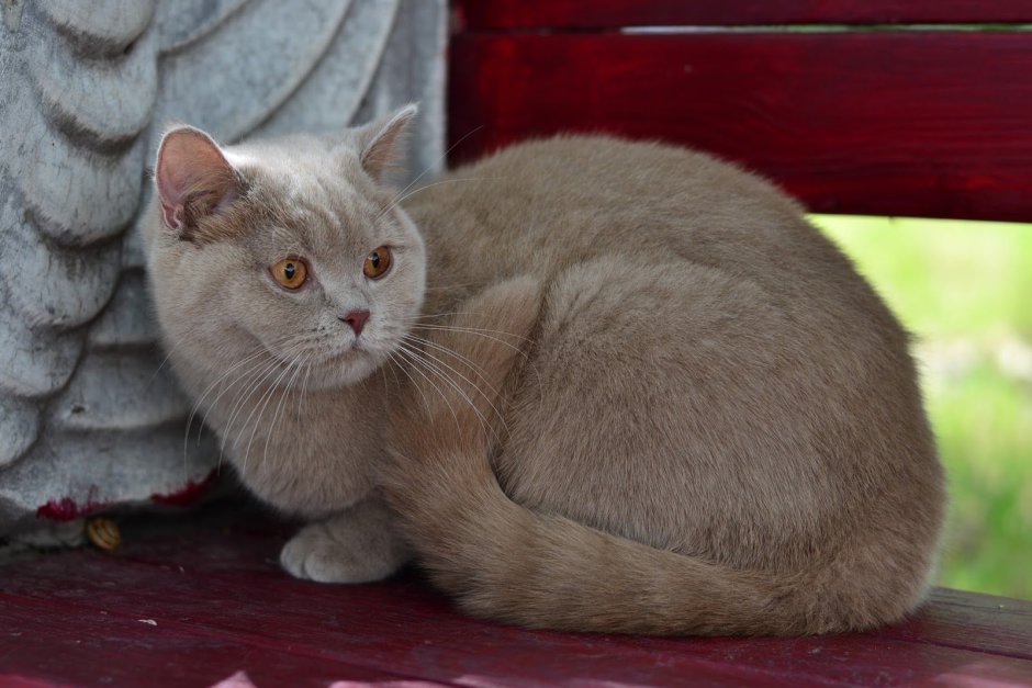 Коты в кровати