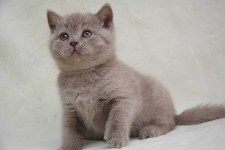 Короткошерстный кремовый кот британский