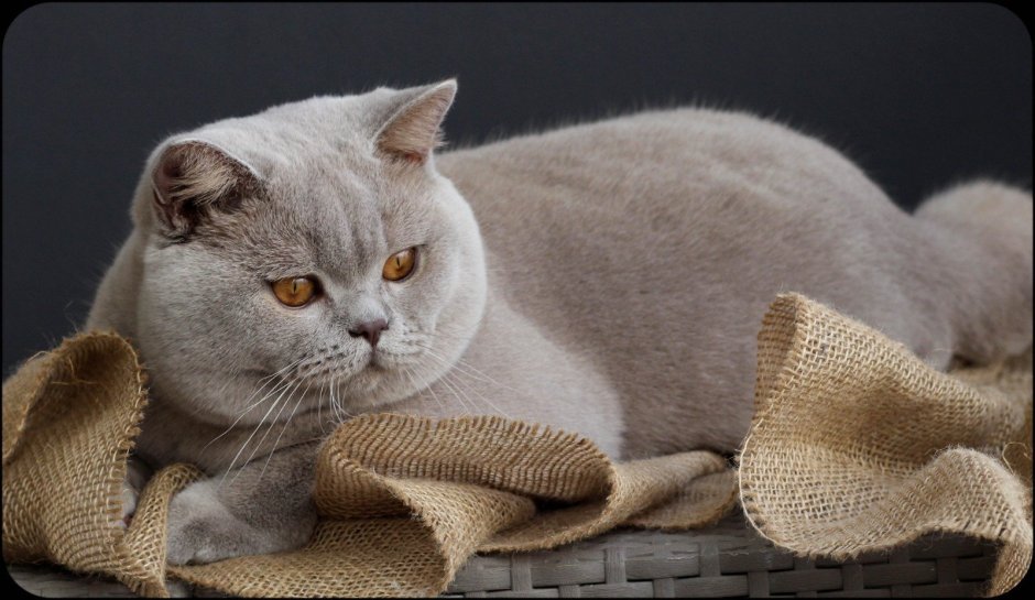 Лиловый кот британец