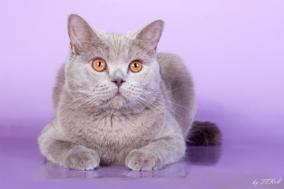 Шотландская короткошерстная лиловая