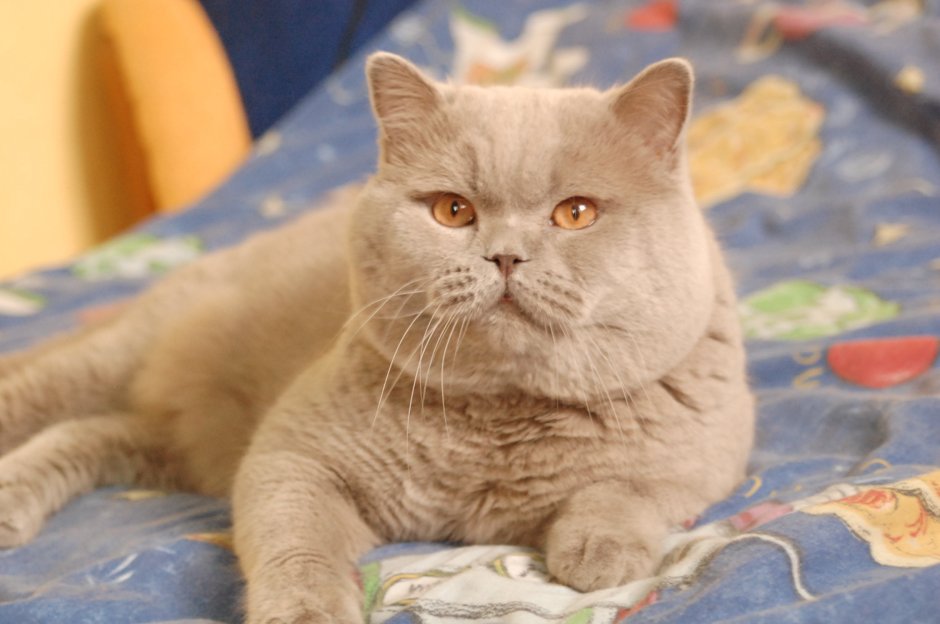 Британский короткошерстный кот толстый