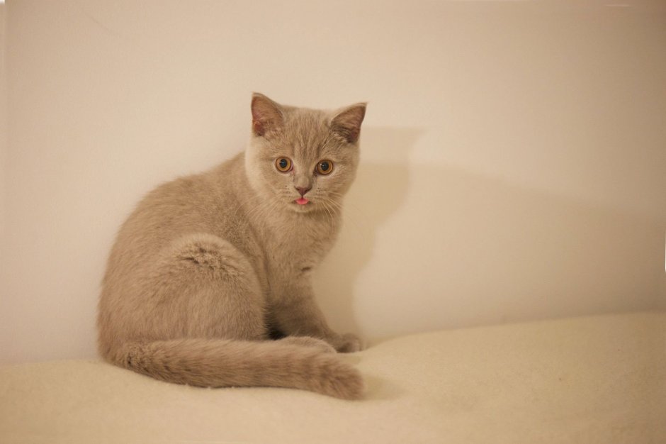 Котята британские лиловые короткошерстная