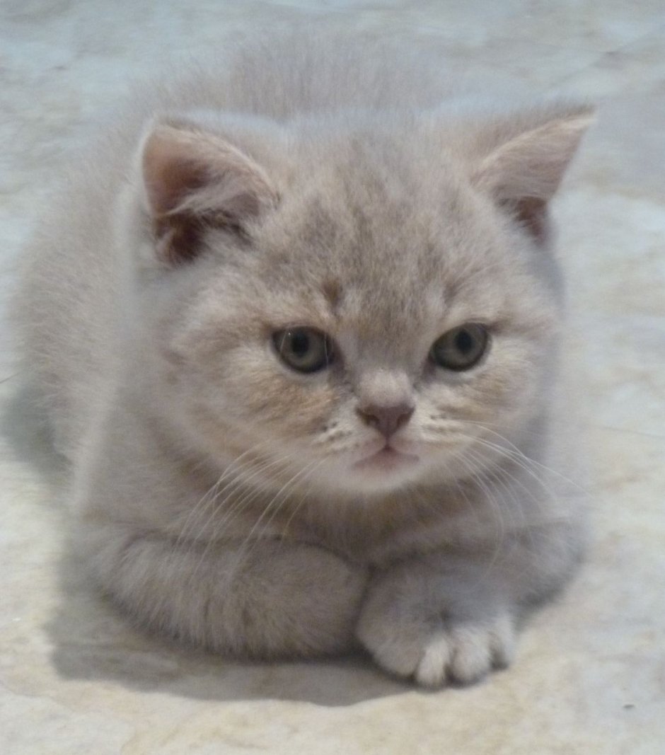 Питомник британских кошек