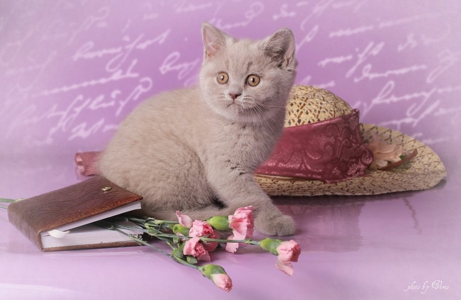 Лиловый британец котенок