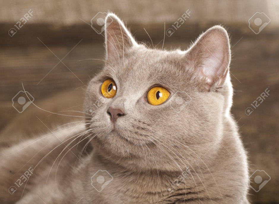 Скоттиш фолд камео