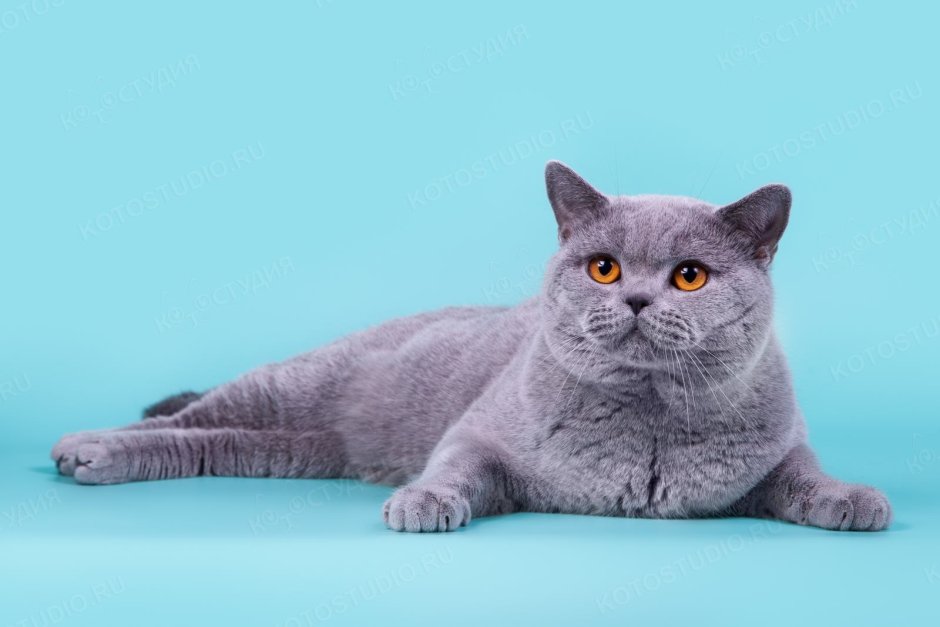 Шотландские котята окрас фавн