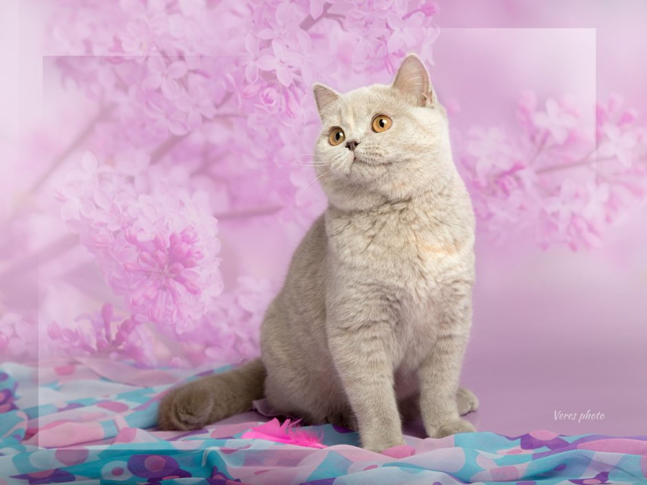 Bri Blossom