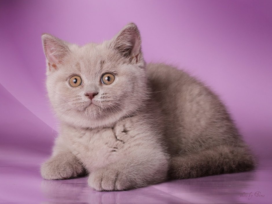 Британская лиловая кошка