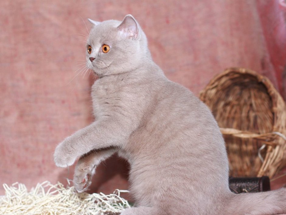 Шотландская вислоухая кошка