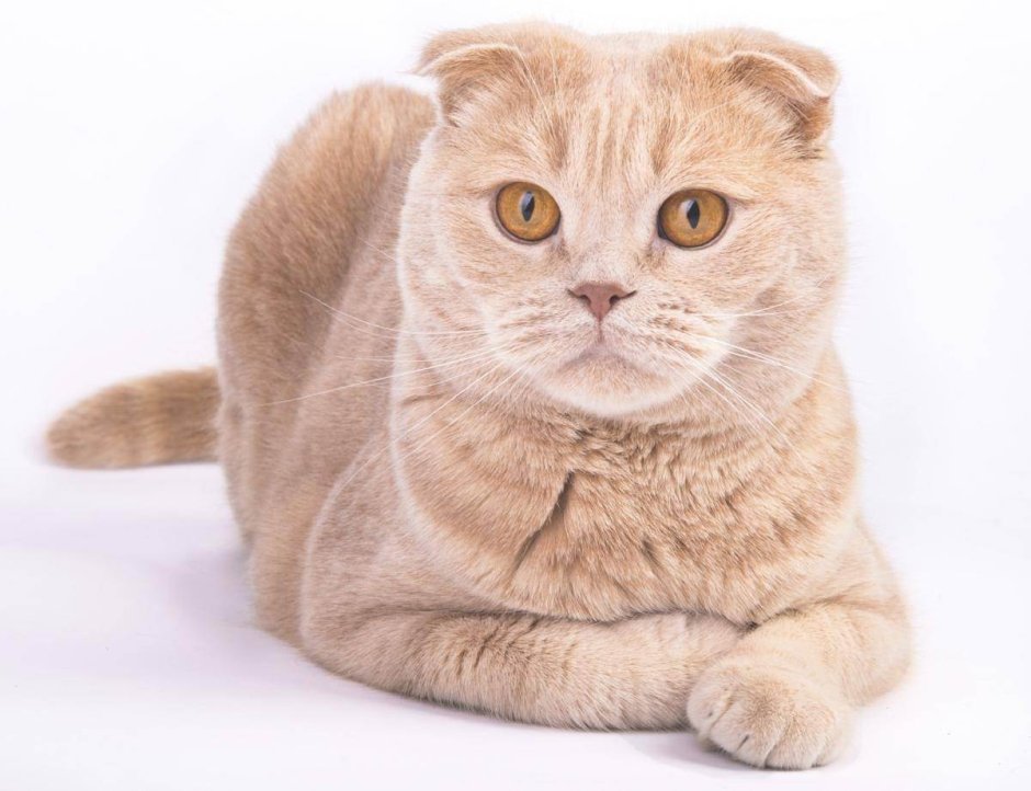 Скоттиш страйт лиловый