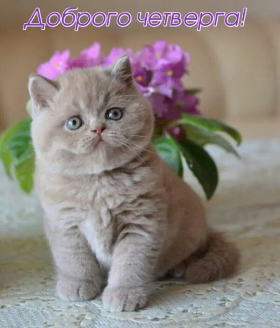 Цвет кошки Лилак