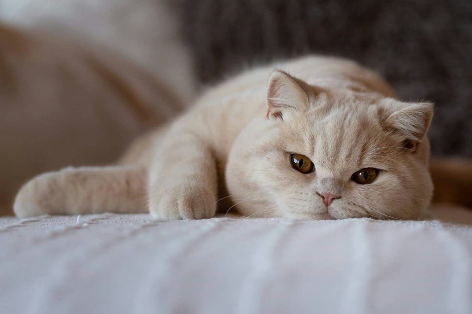 Британская короткошёрстная кошка