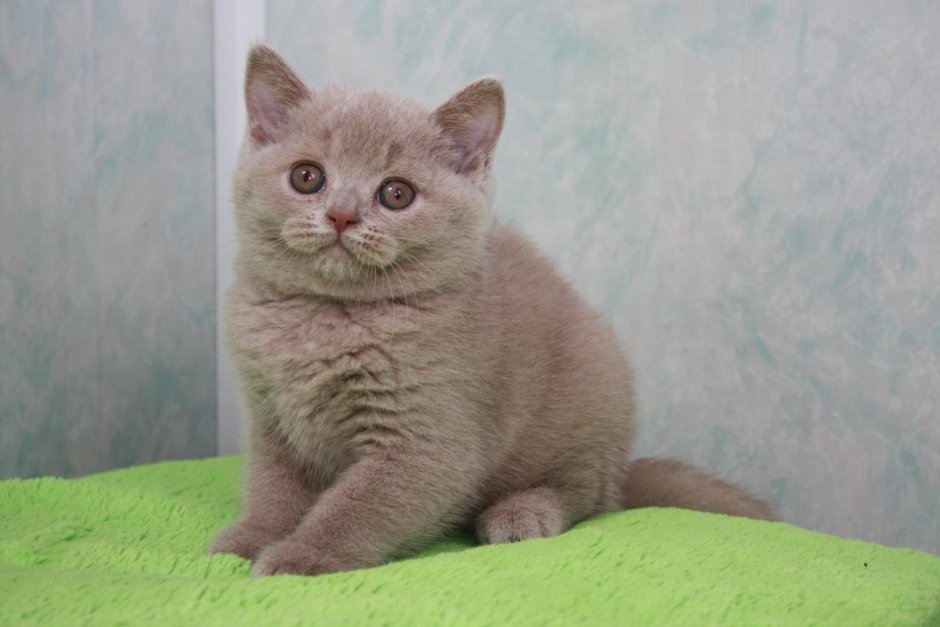 Кот британец лиловый жирненький