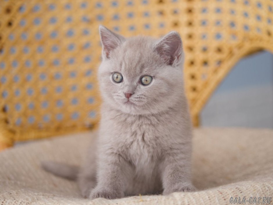 Лиловый британец кот на белом фоне