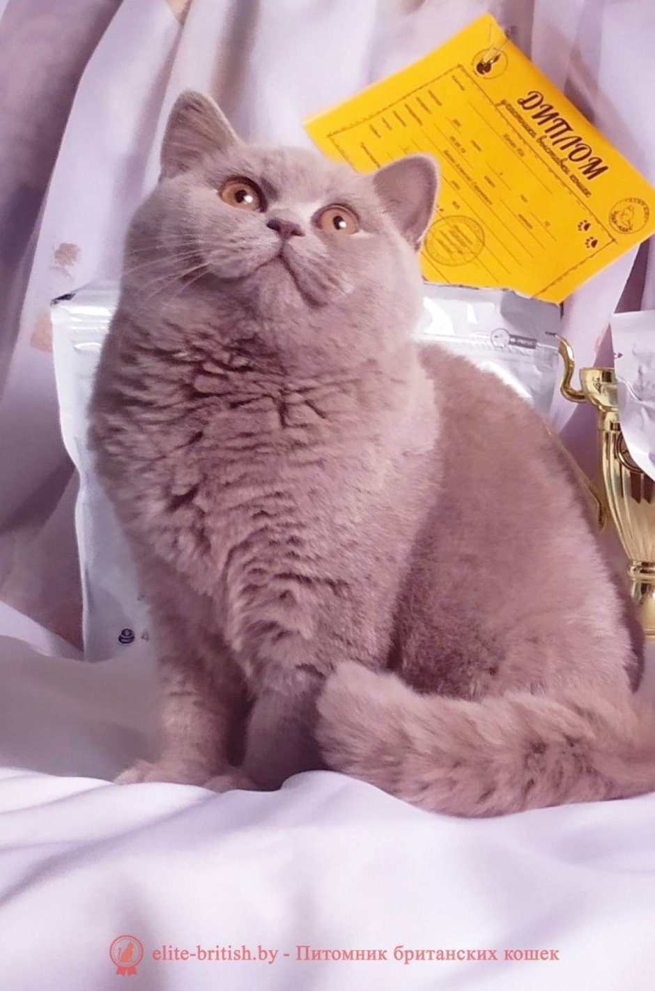 Британский короткошерстный кот персиковый