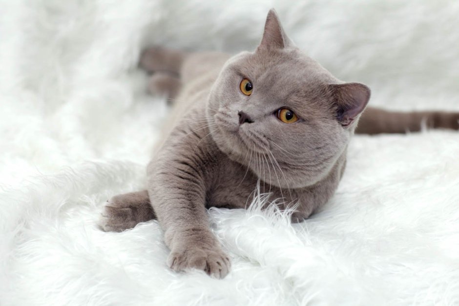 Британский кот розовая шиншилла