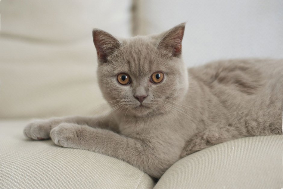 Шотландский скоттиш страйт лиловый